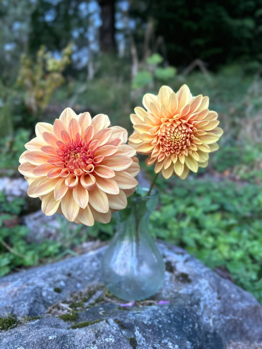 Miss Amara Dahlia Tuber