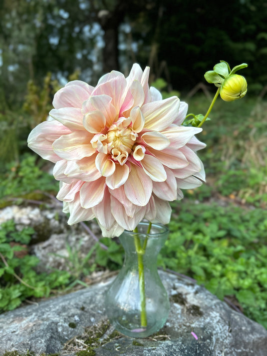 Breakout Dahlia Tuber