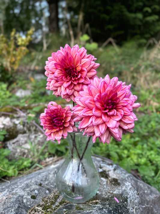 Molly Raven Dahlia Tuber