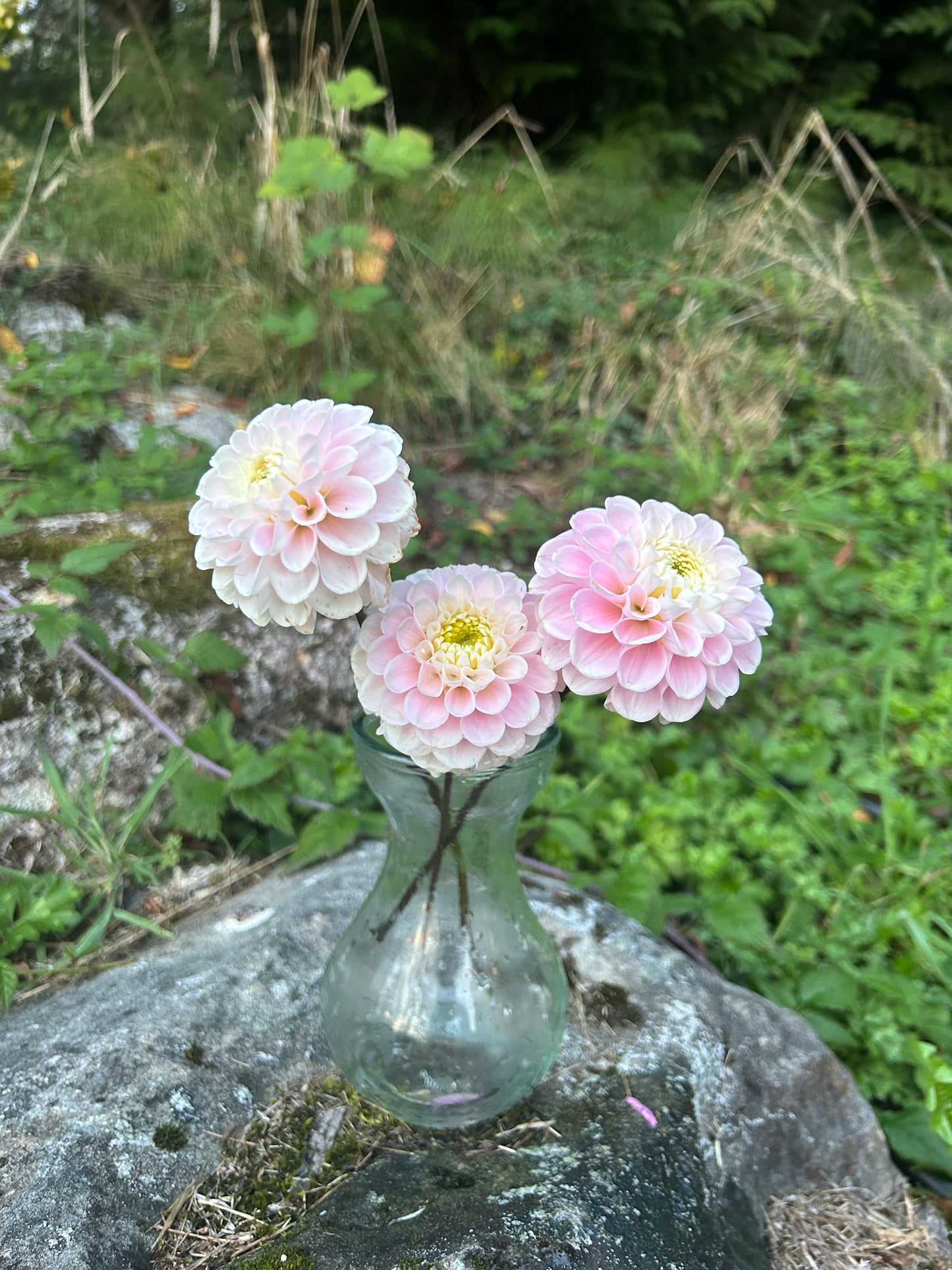 Wizard of Oz Dahlia Tuber