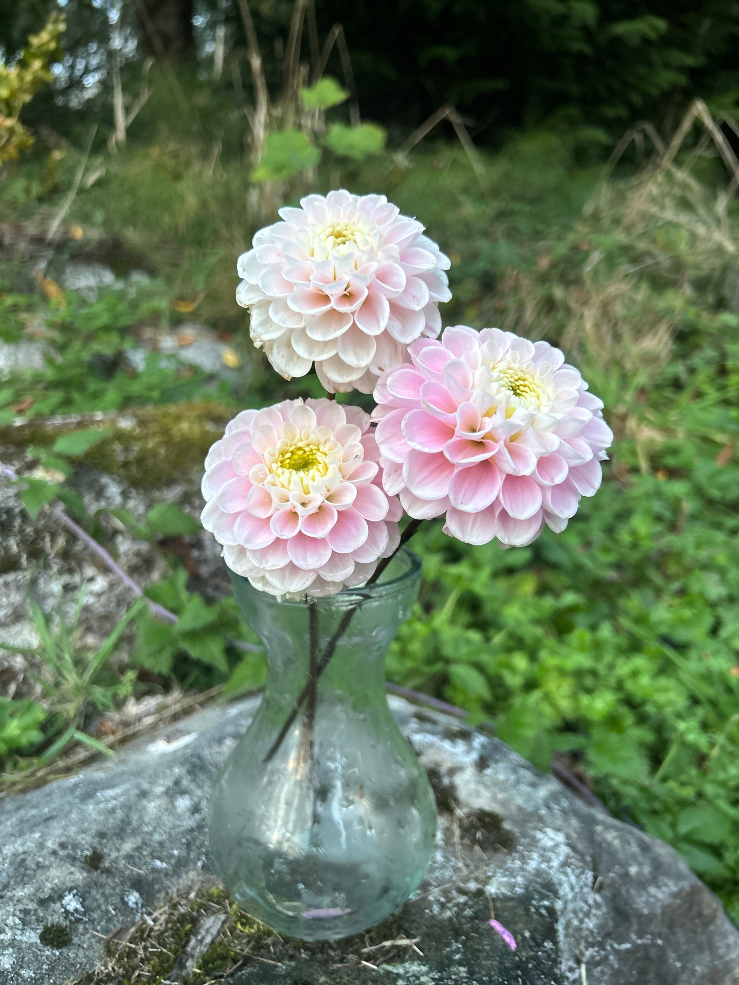 Wizard of Oz Dahlia Tuber