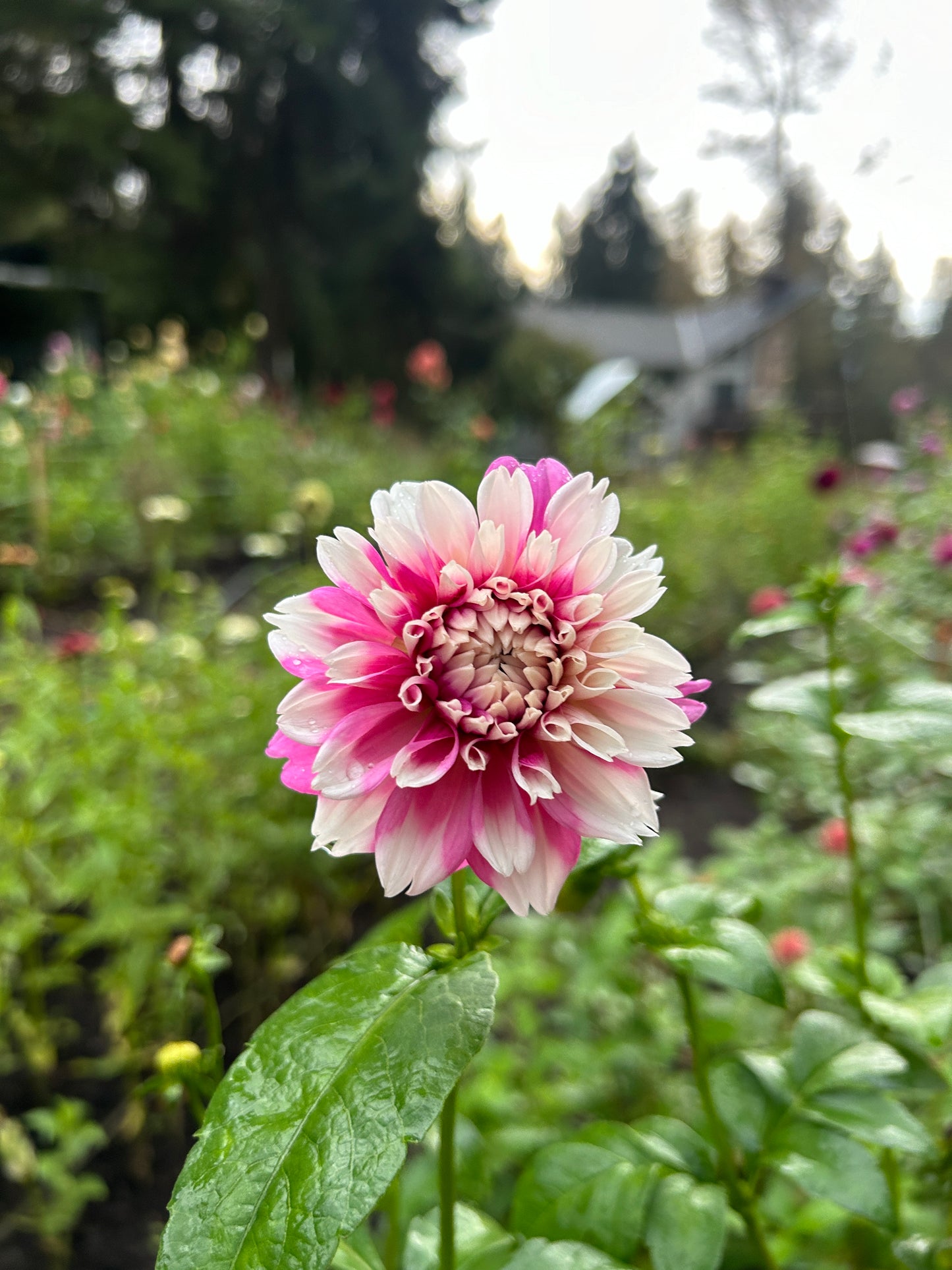 Fuzzy Wuzzy Dahlia Tuber