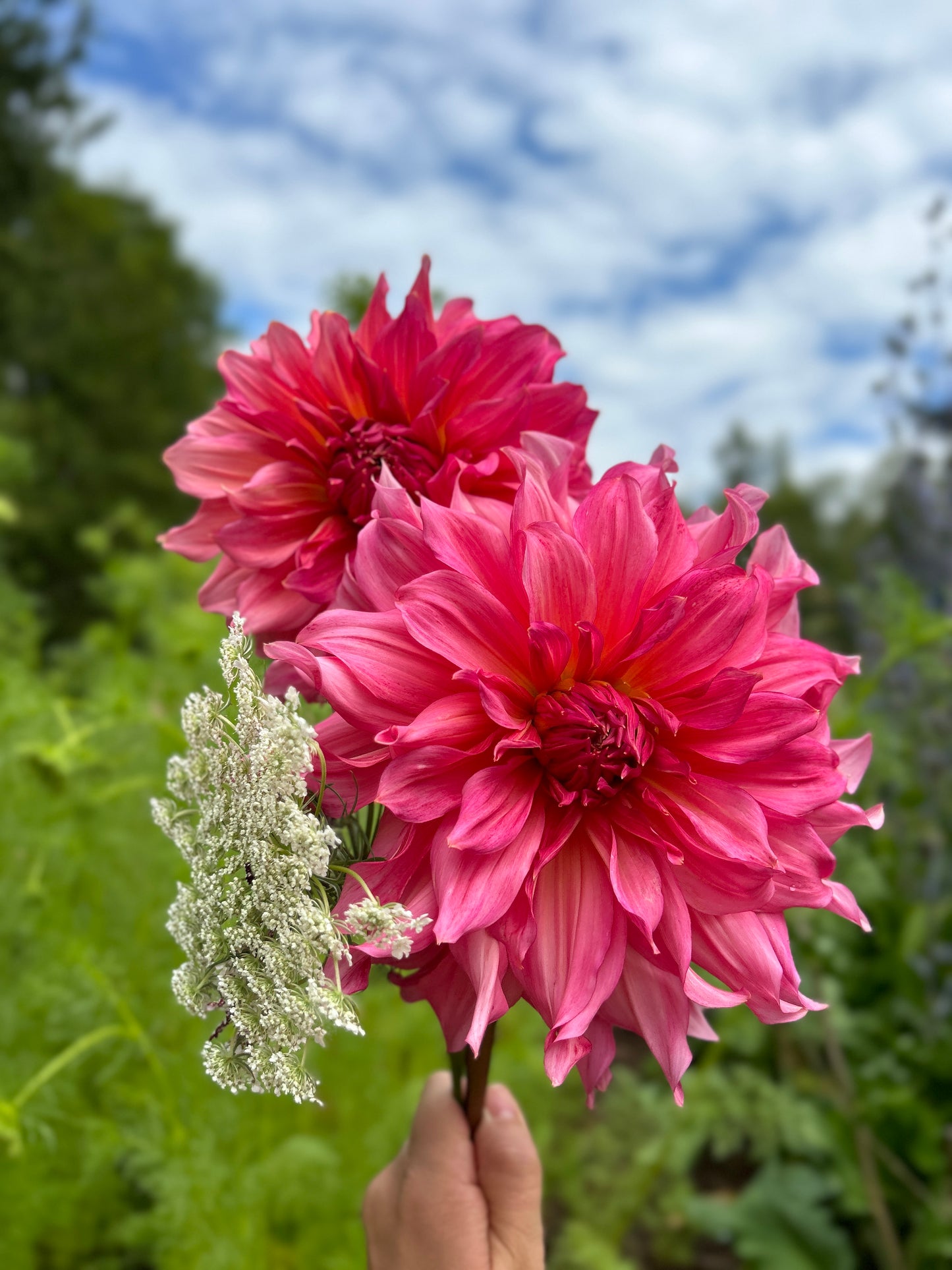 Islander Dahlia Tuber