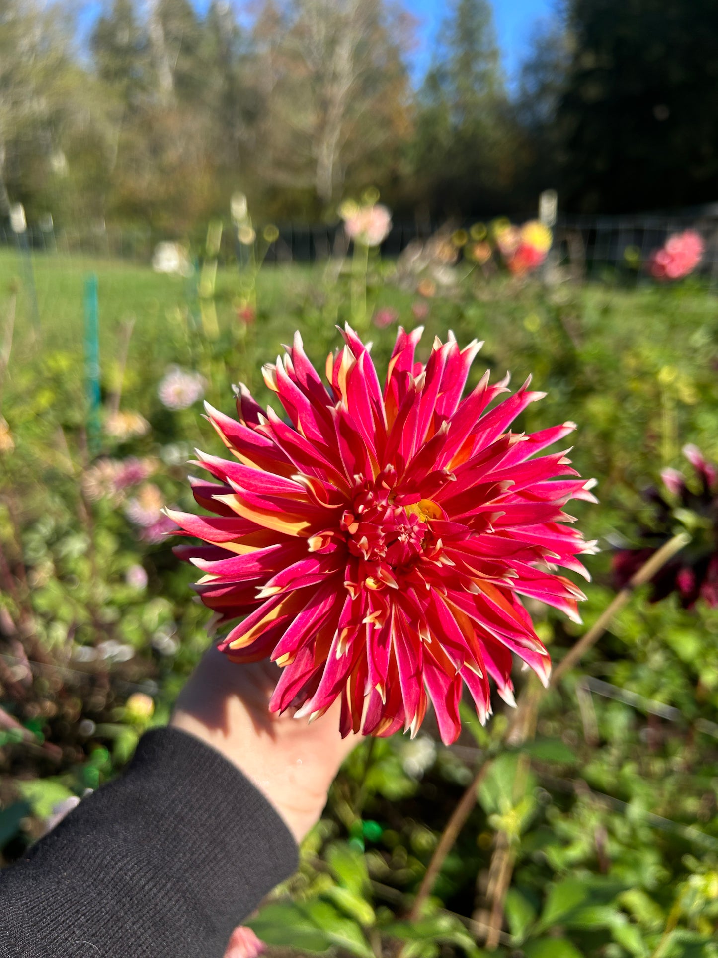 Bloomquist Firecracker Tuber