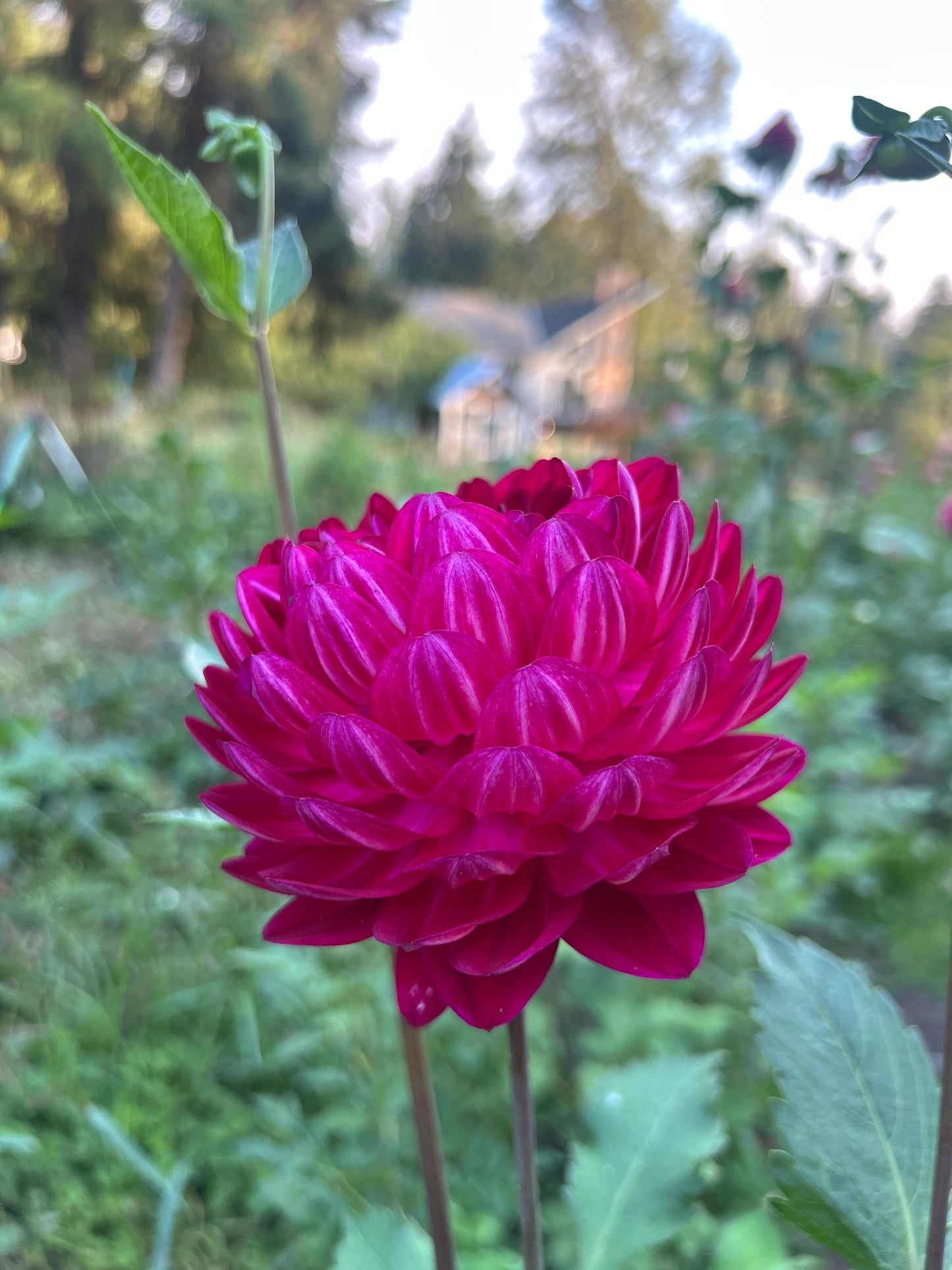 Sandia Bertha