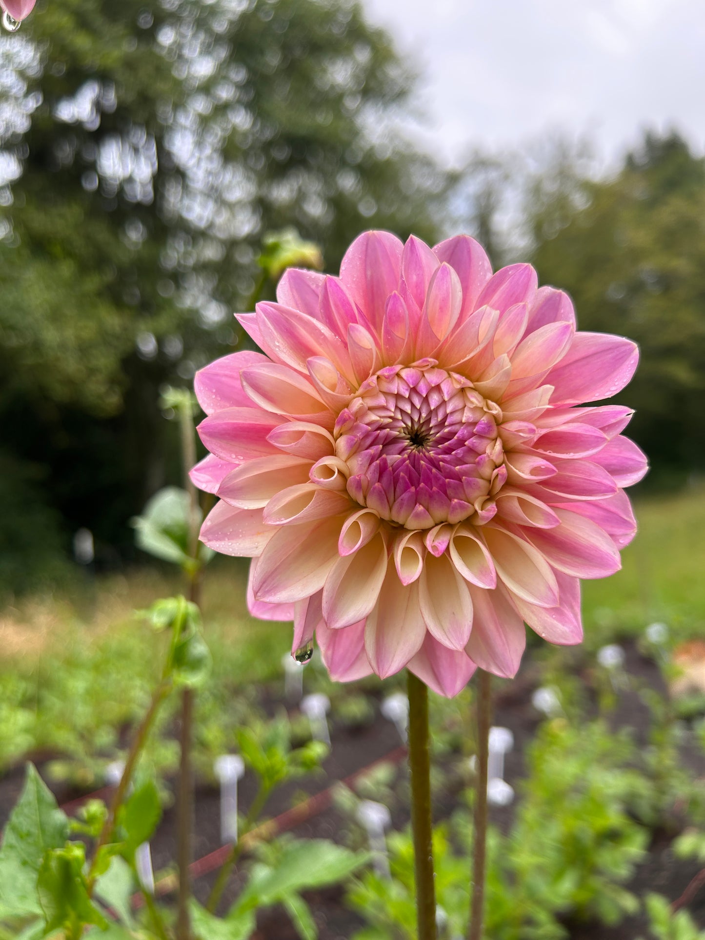 Coralie Dahlia Tuber