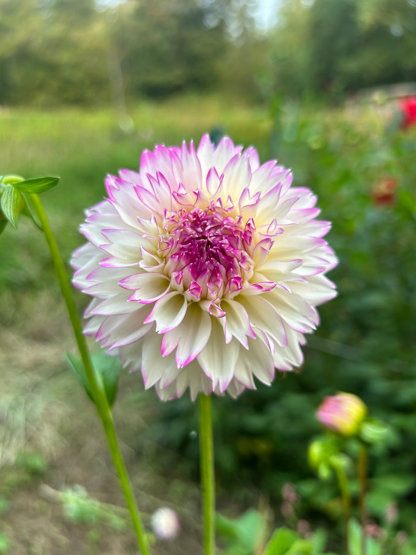 Hollyhill Pinkie