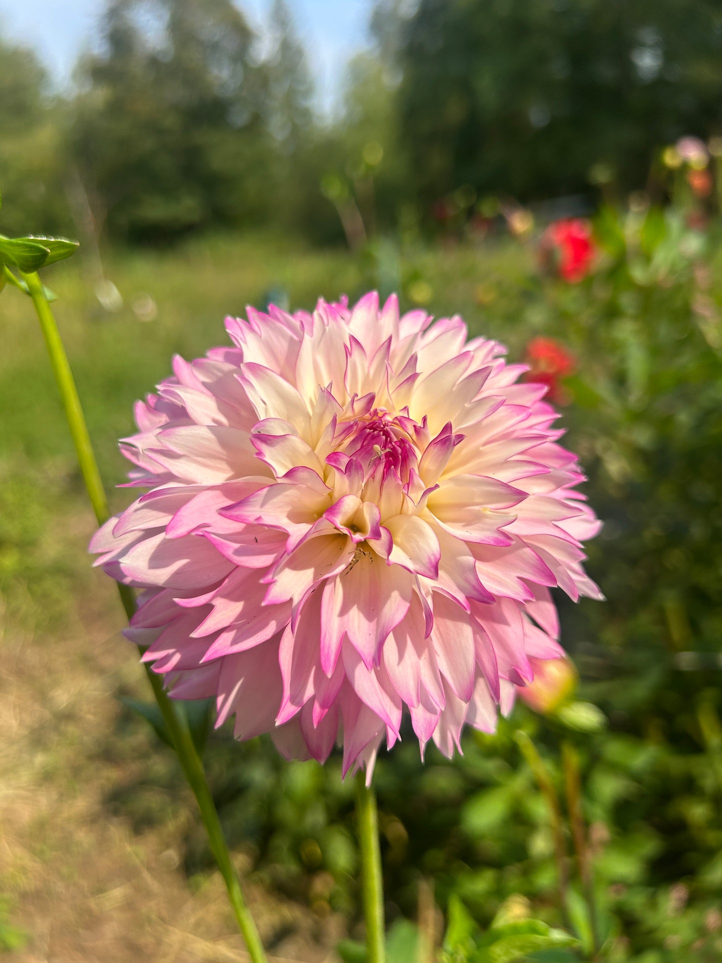 Hollyhill Pinkie