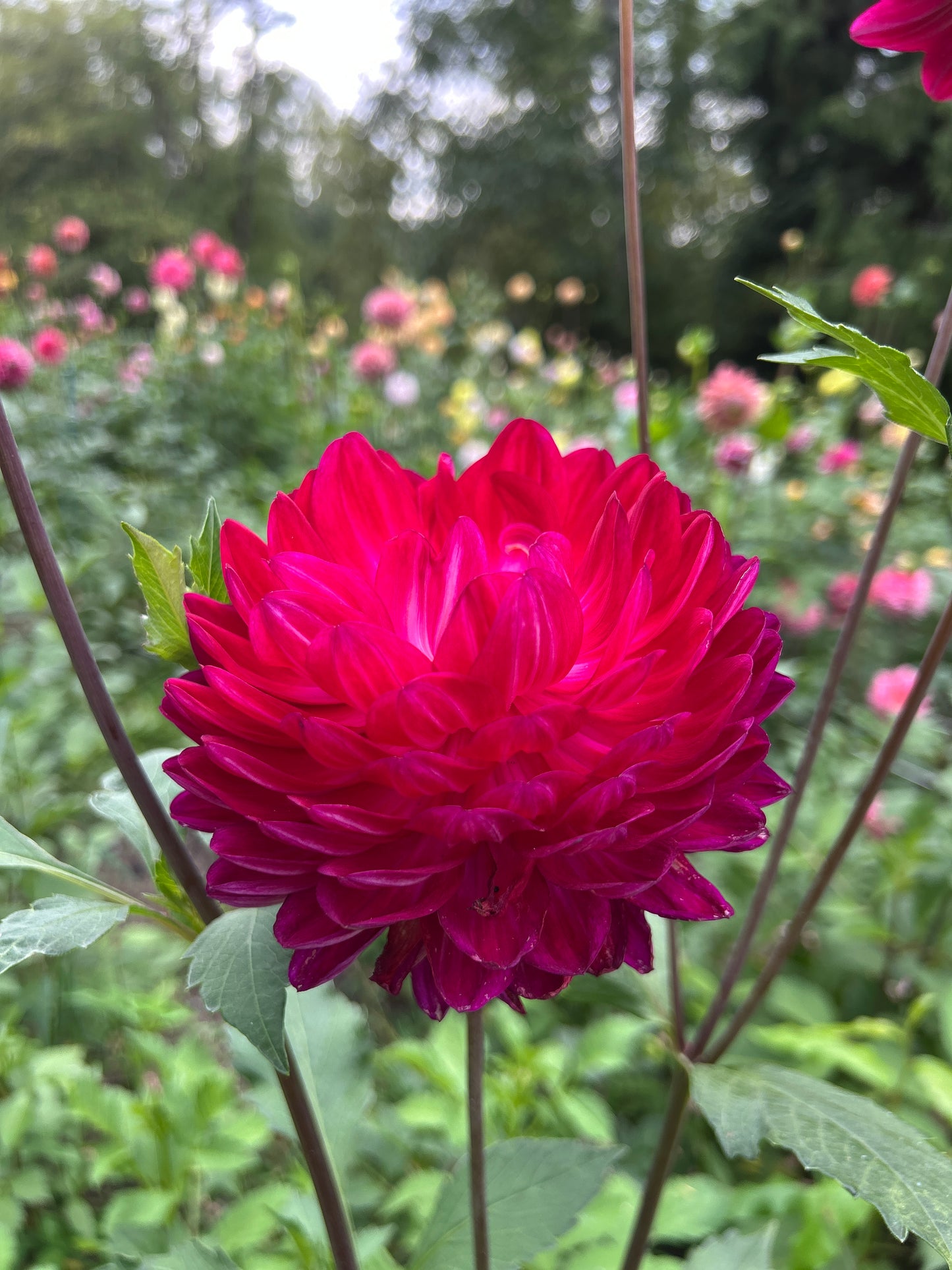 Sandia Bertha