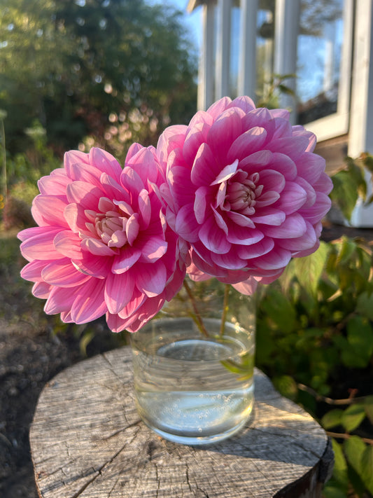 Hollyhill Pink Parfait