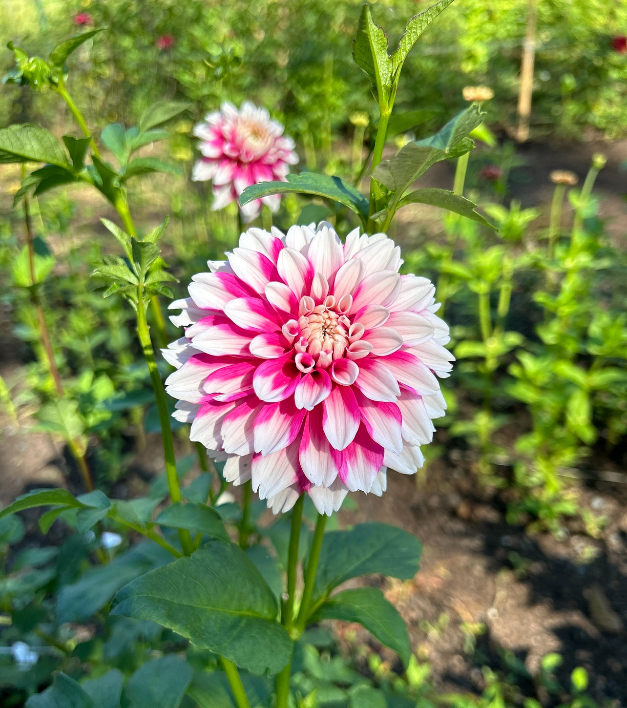 Fuzzy Wuzzy Dahlia Tuber