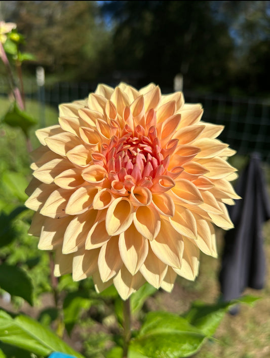 Bloomquist Alan Dahlia Tuber