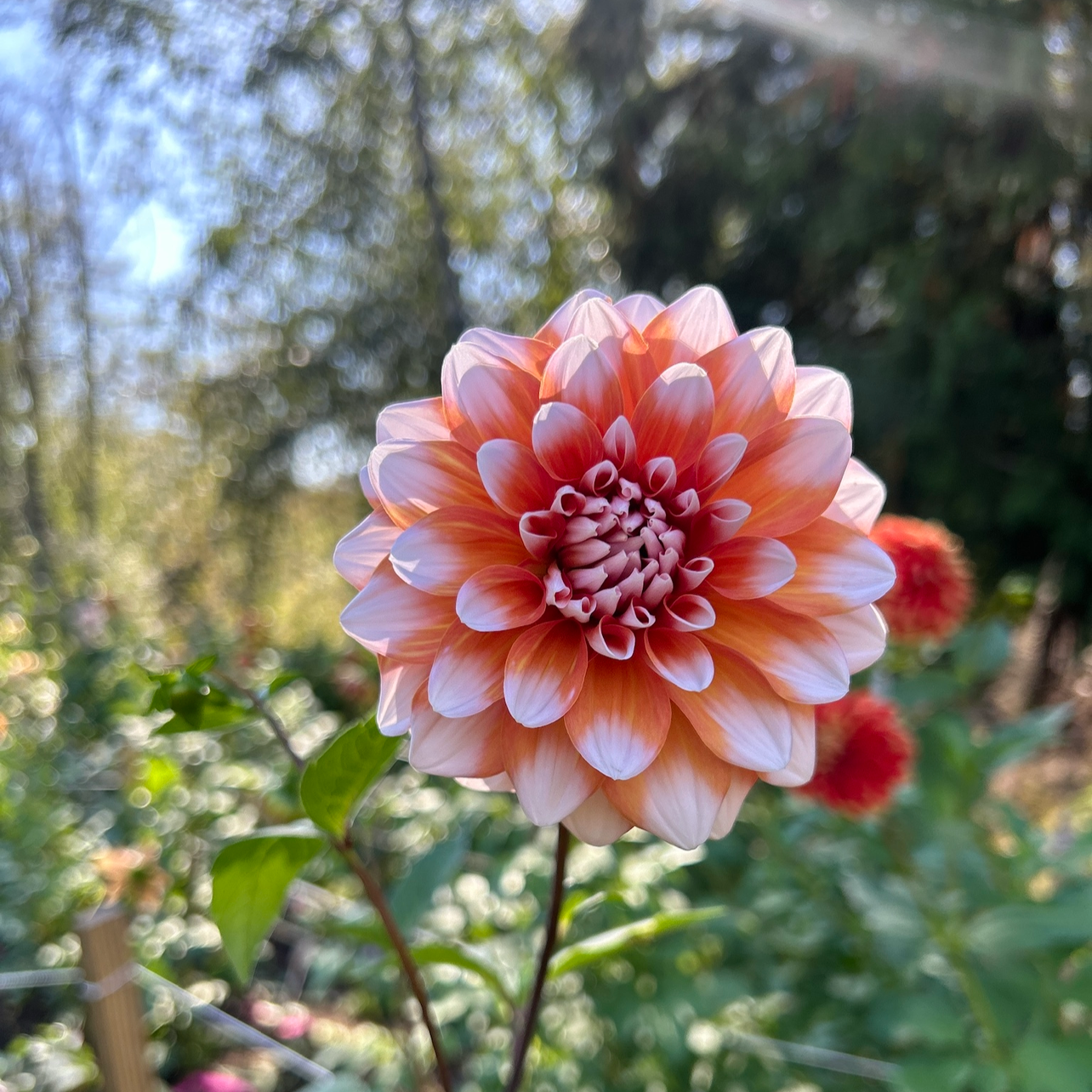 A La Mode Dahlia Tuber