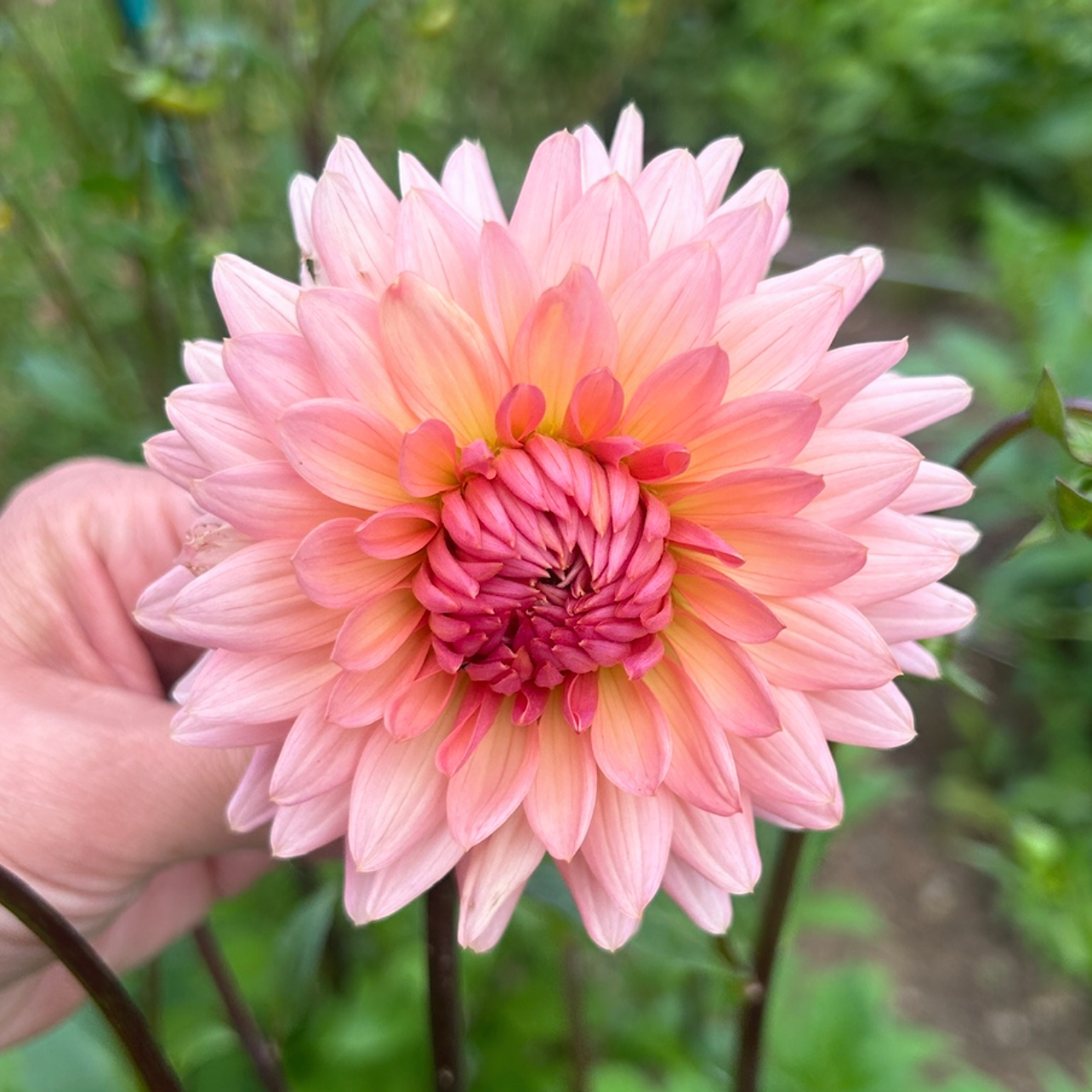 Preference Dahlia Tuber