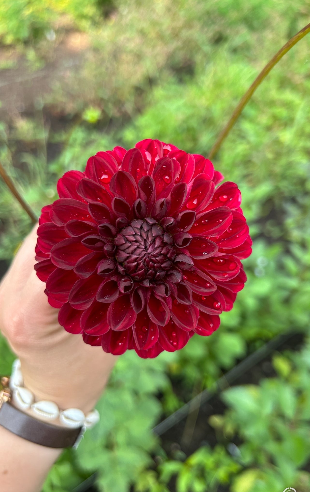 Red Jill Dahlia