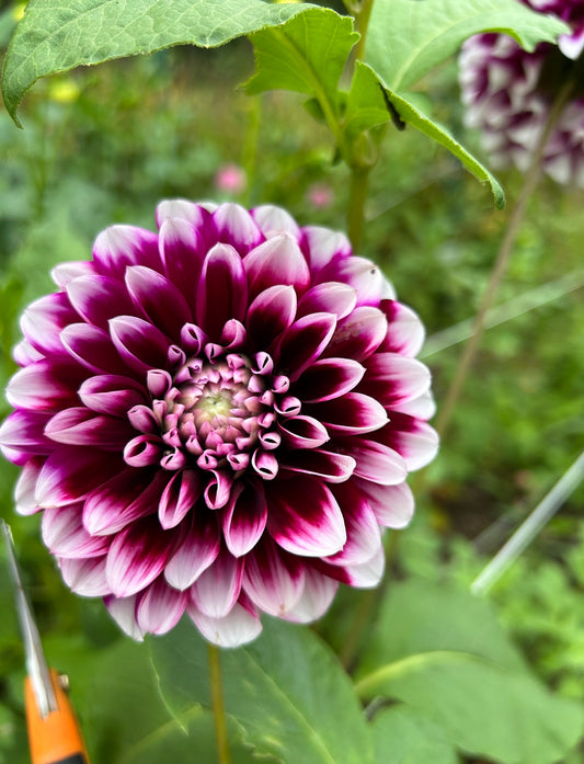 Edinburgh Dahlia Tuber