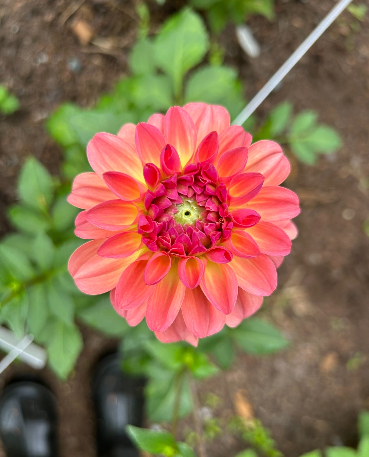 Sebastian Dahlia Tuber