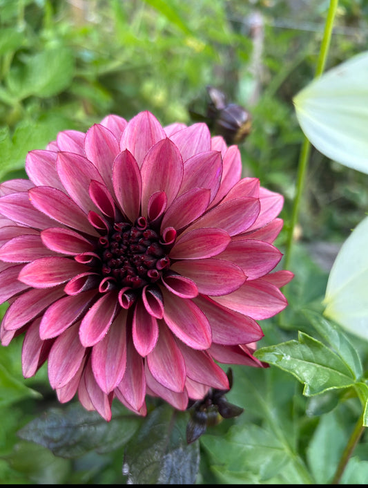 Night Silence Dahlia Tuber