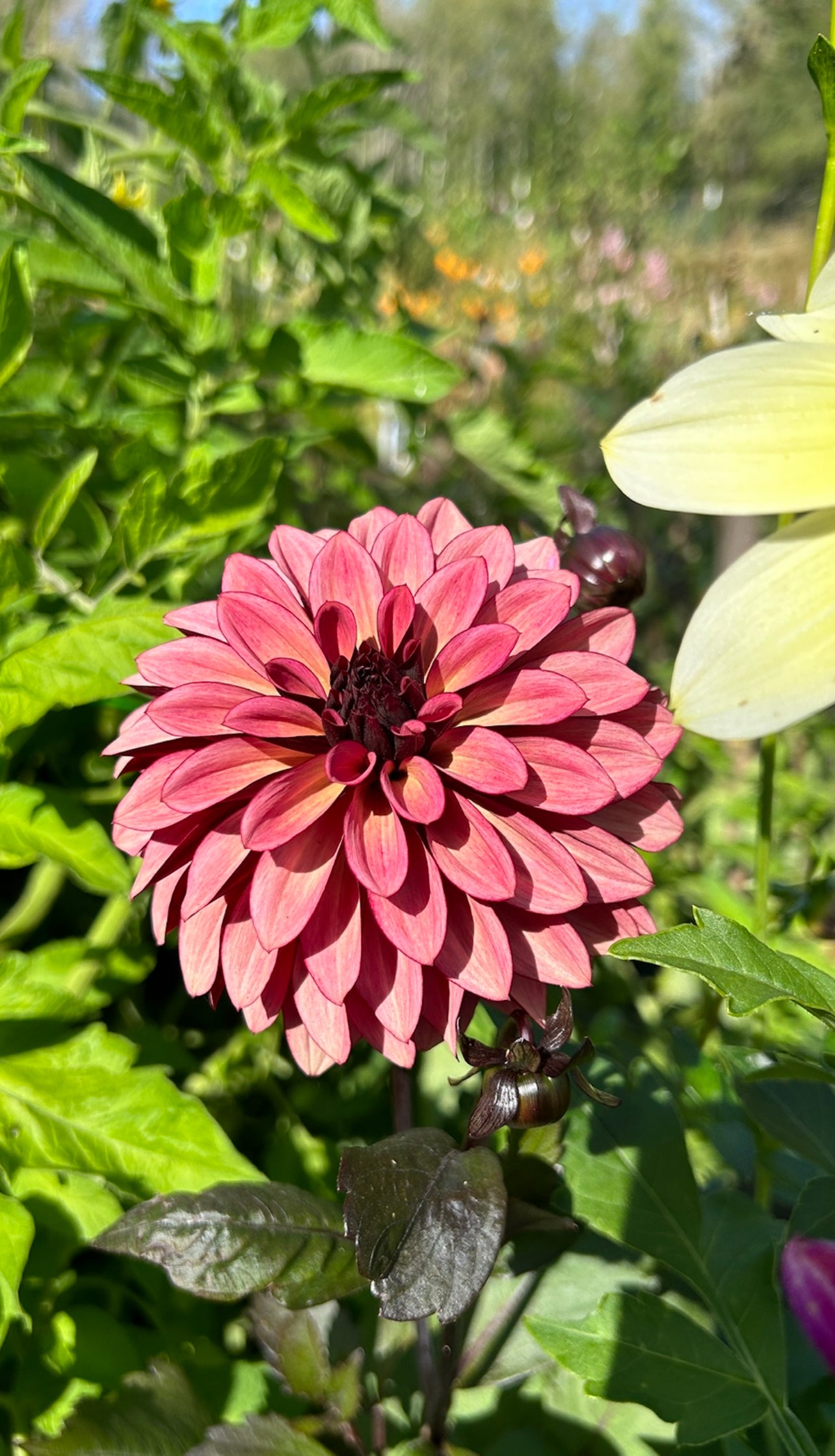 Night Silence Dahlia Tuber