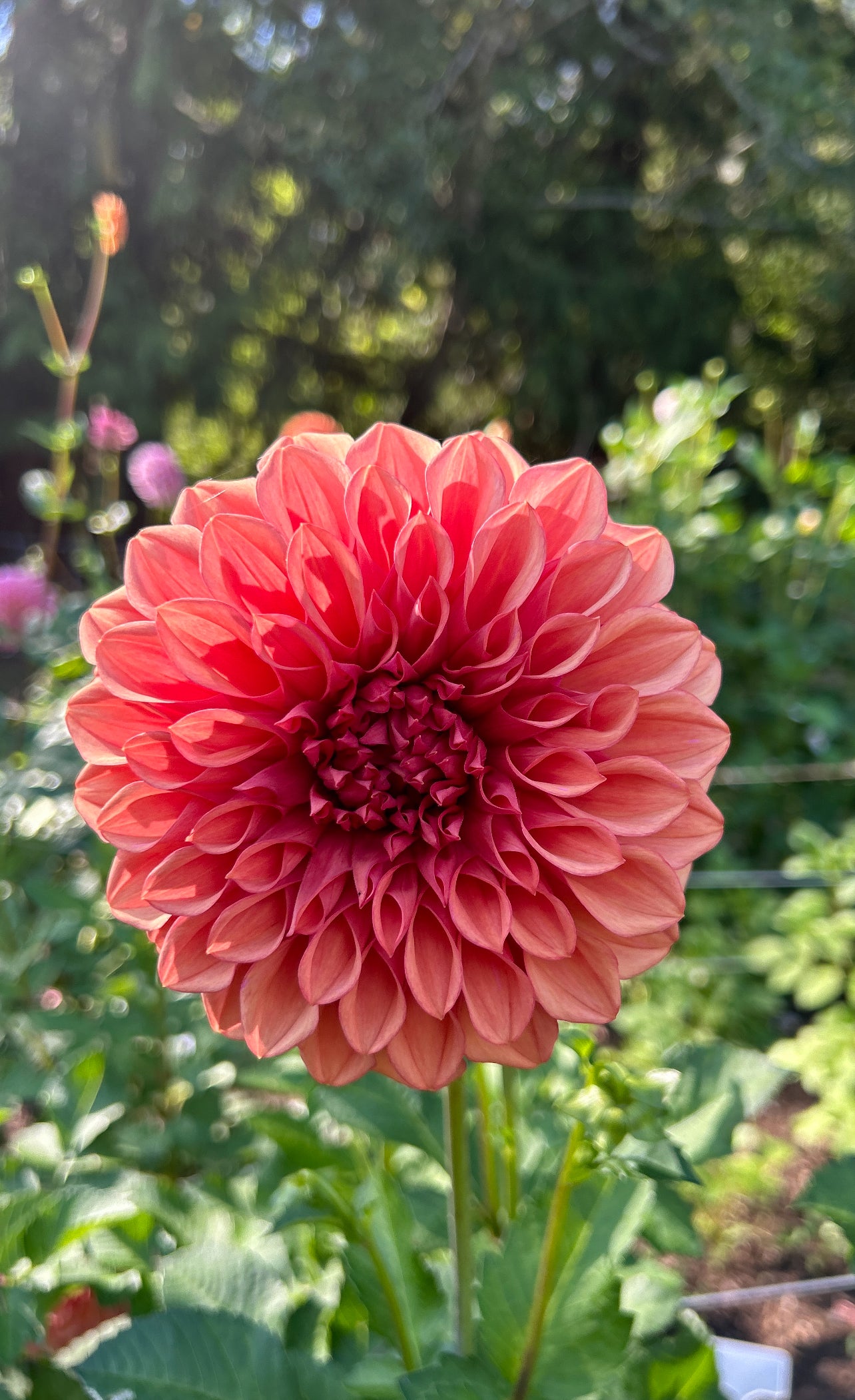 Orange Globe Dahlia Tuber