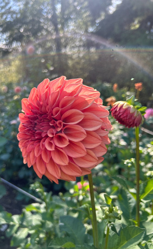 Orange Globe Dahlia Tuber