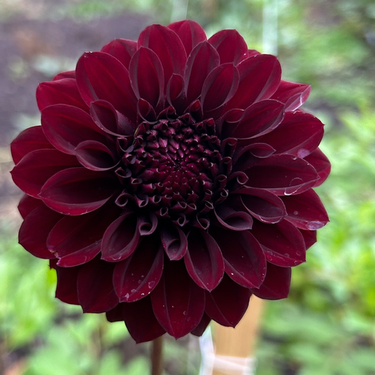 Lights Out Dahlia Tuber