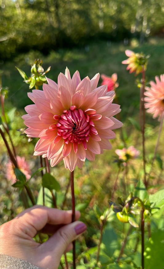 Preference Dahlia Tuber