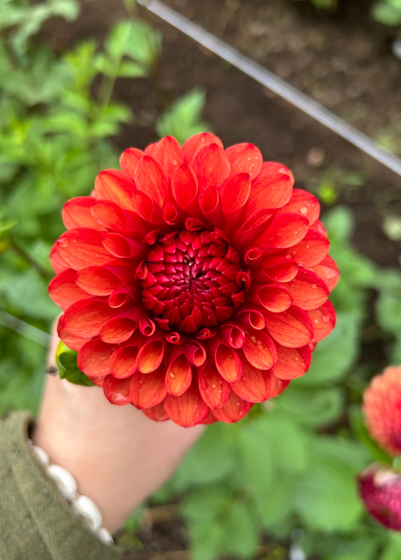 Brown Sugar Dahlia Tuber