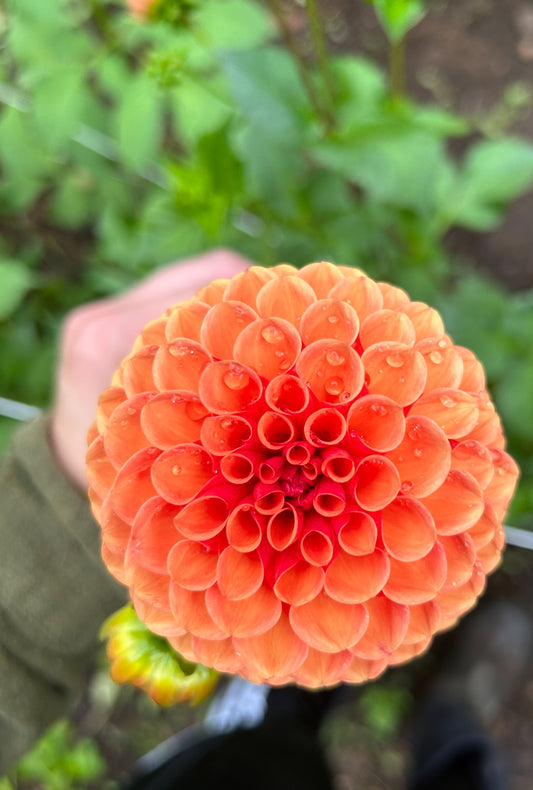 Valley Rust Bucket Dahlia Tuber