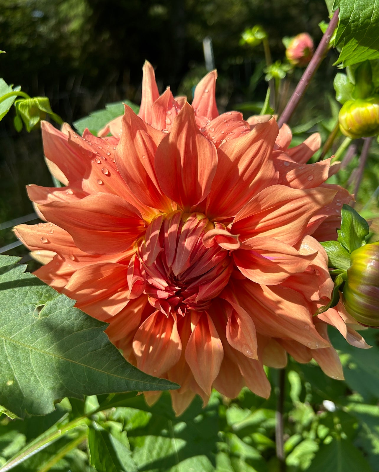 Sierra Glow Dahlia Tuber