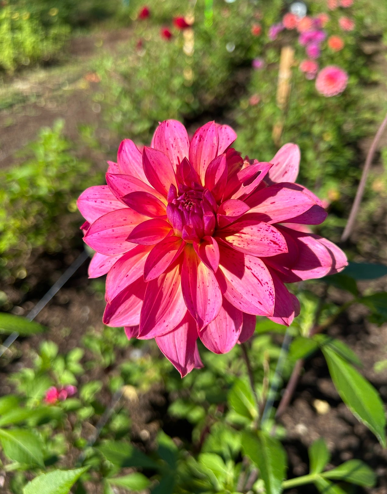 Mingus Toni Dahlia Tuber