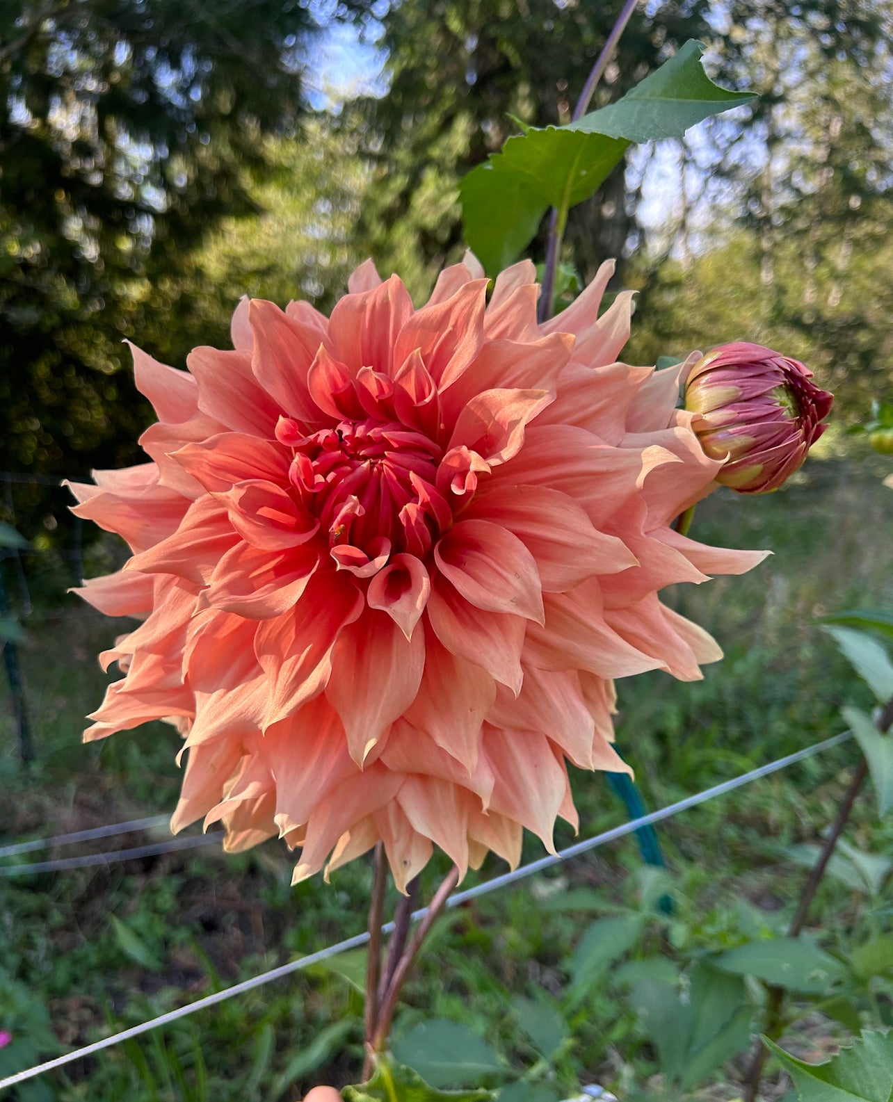 Sierra Glow Dahlia Tuber