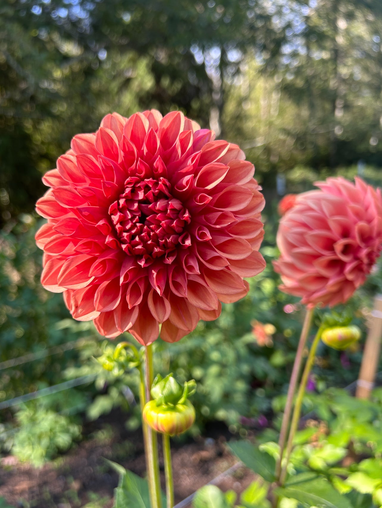 Orange Globe Dahlia Tuber