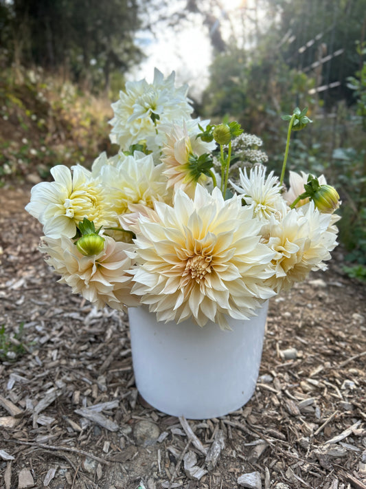 Cafe Au Lait Dahlia Tuber