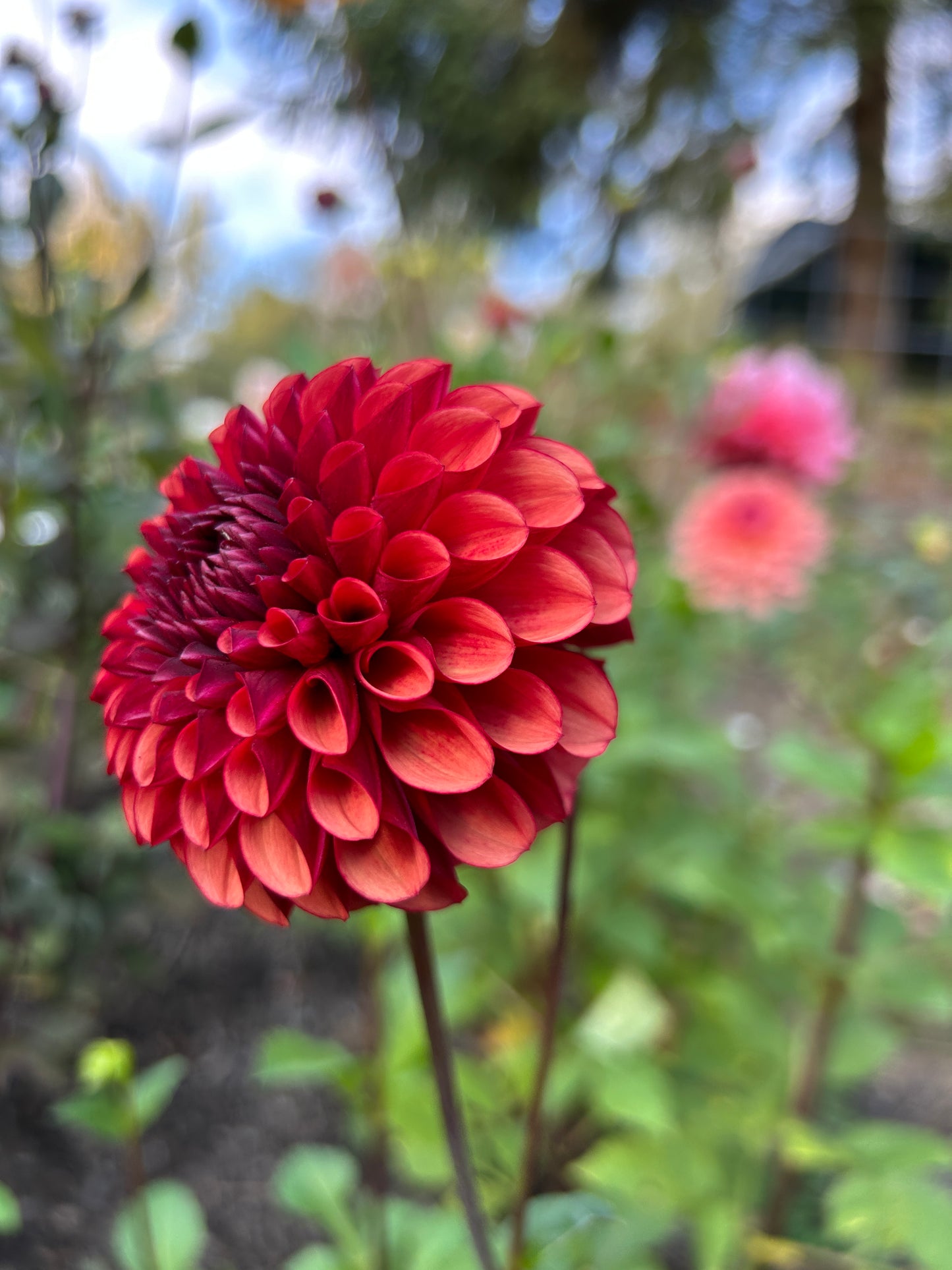 Copper Boy Dahlia Tuber