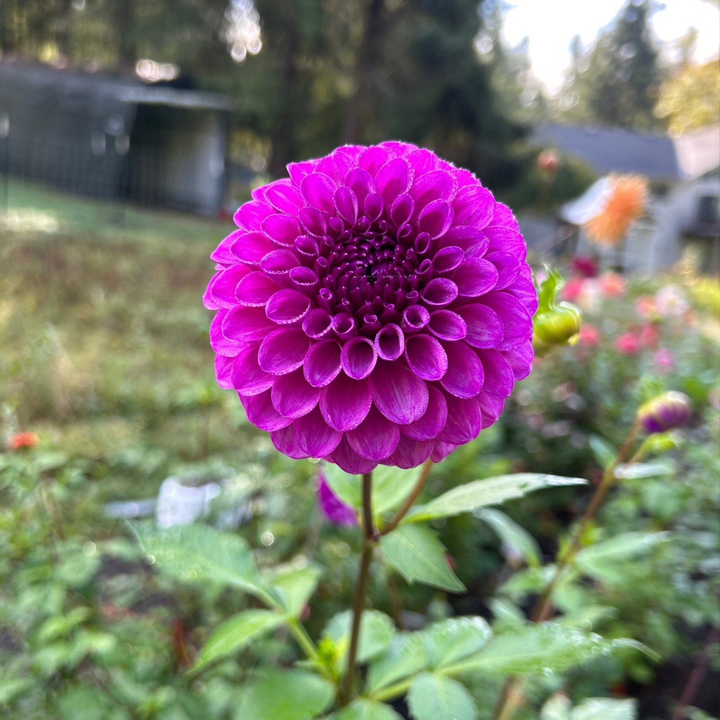 Robann Royal Dahlia Tuber