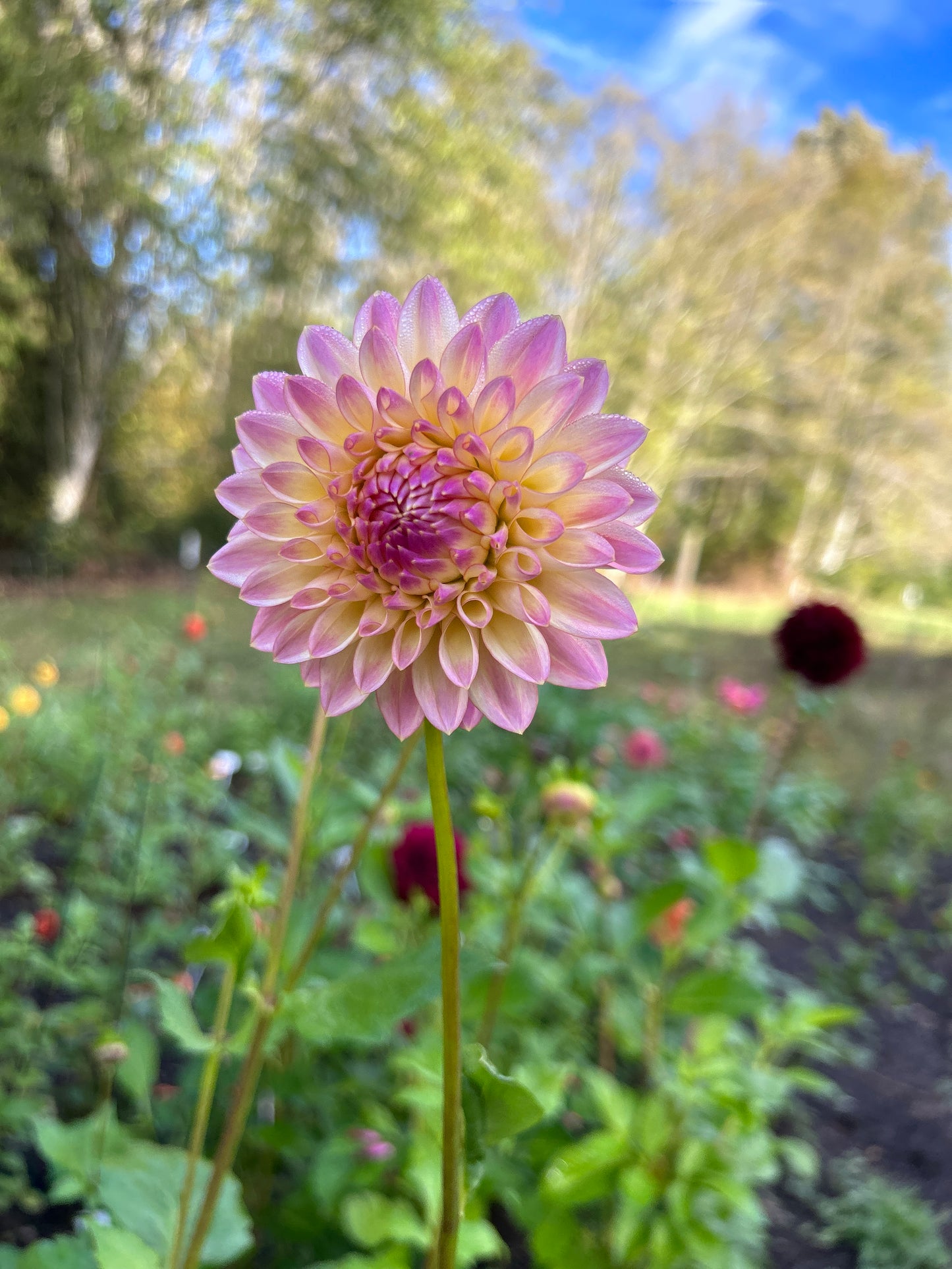 Coralie Dahlia Tuber