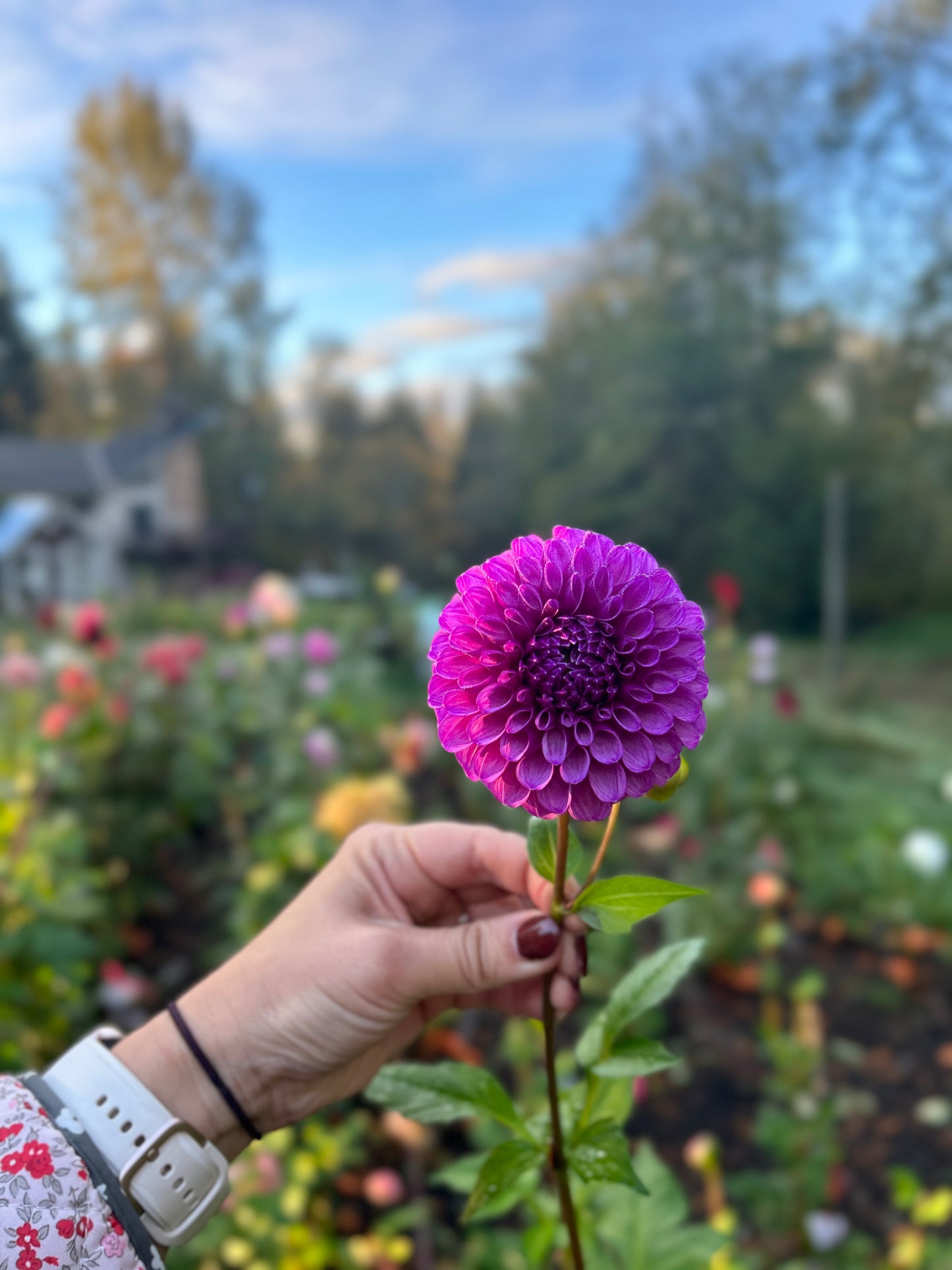 Robann Royal Dahlia Tuber